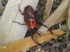 Cyrtotrachelus thompsoni