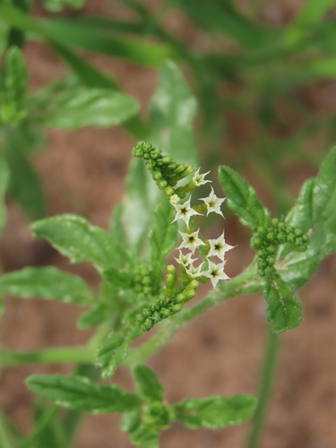 Image of Heliotropium ciliatum by no rights reserved