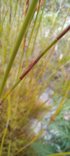 Image of Thamnochortus lucens by (c) Adele SL, some rights reserved (CC BY)
