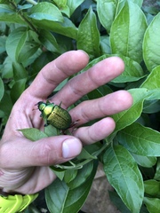 Chrysophora chrysochlora