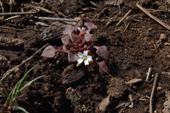 Claytonia rubra rubra