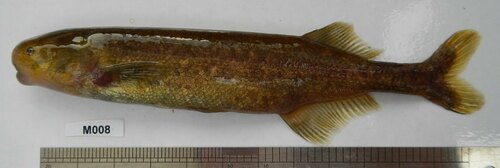 Bates's stonebasher (Paramormyrops batesii) — Mormyridae