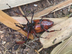 Cyrtotrachelus thompsoni