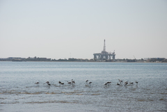 Phoenicopterus roseus