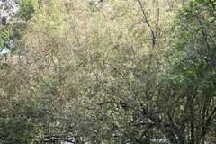 Condalia velutina