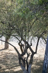 Condalia velutina