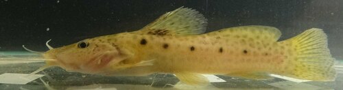 Catfish (Parauchenoglanis altipinnis) — Claroteidae