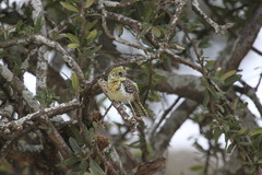 Trachyphonus darnaudii usambiro