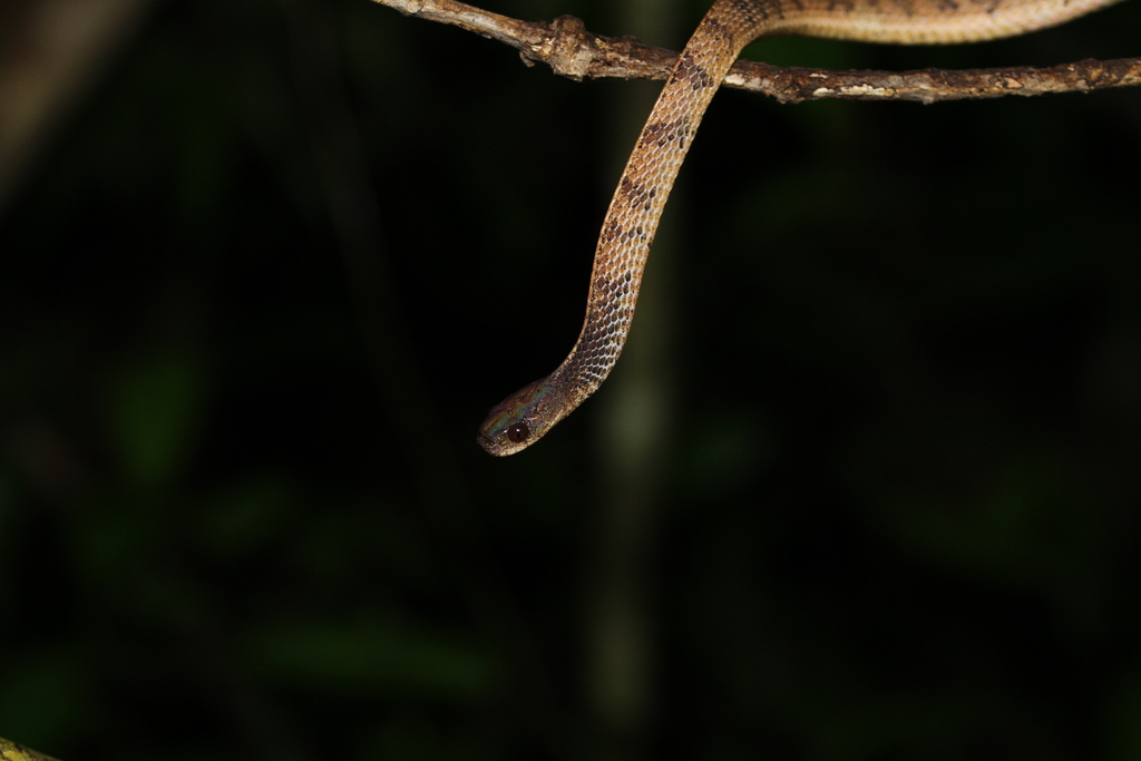 Asthenodipsas from Lampung Barat, Lampung, Indonésie on January 27 ...