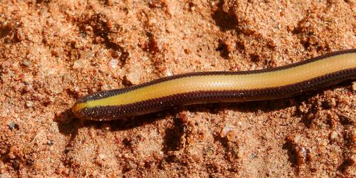 Kenya Beaked Snake