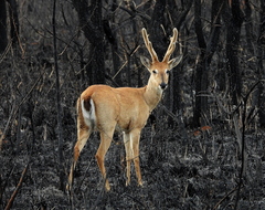 Pampas Deer photo 4