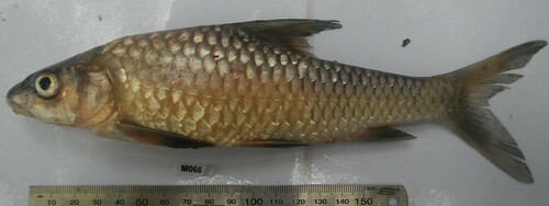 Compinie's yellowfish (Labeobarbus compiniei) — Cyprinidae — 2