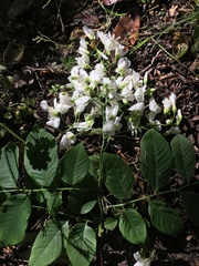 Cladrastis kentukea