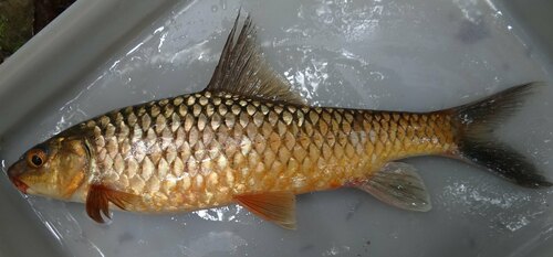 Zacht-geelvis (Labeobarbus malacanthus) — Cyprinidae — 2