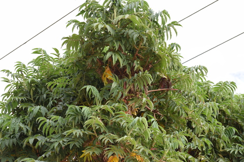 African Redwood