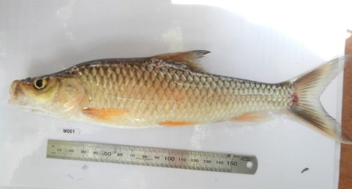Snoutfin yellowfish (Labeobarbus progenys) — Cyprinidae — 5