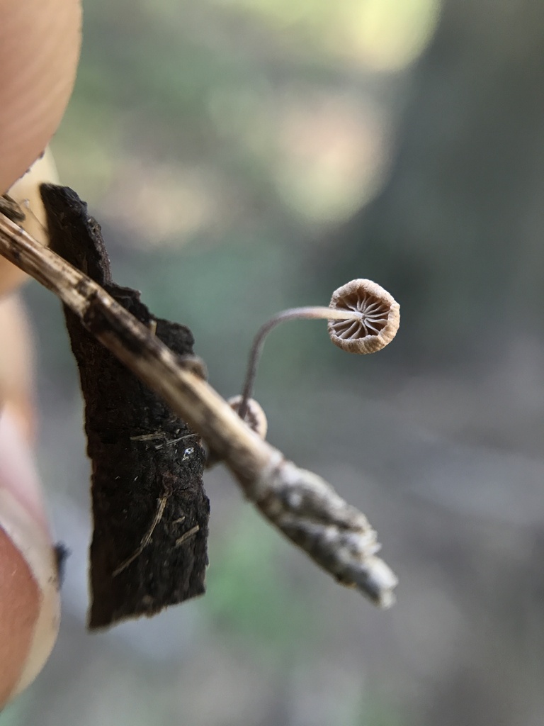 Collybiopsis quercophila · March 2024 · photo: © tutitah (iNaturalist, cc0)