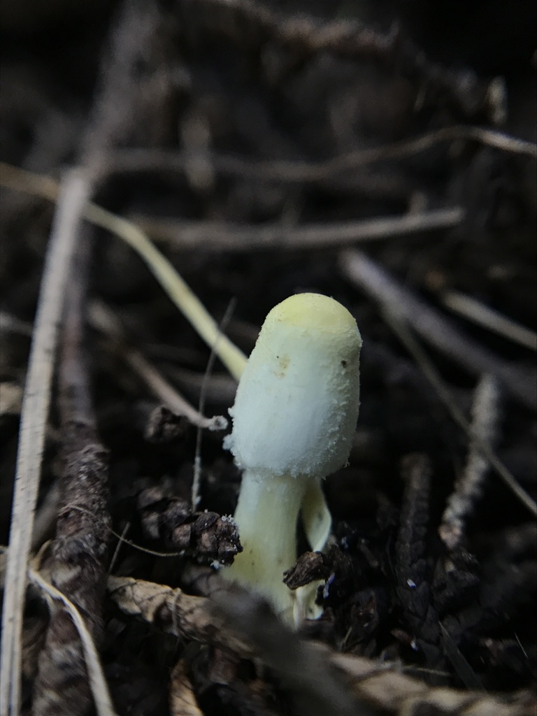 Leucocoprinus birnbaumii · March 2024 · photo: © tutitah (iNaturalist, cc0)