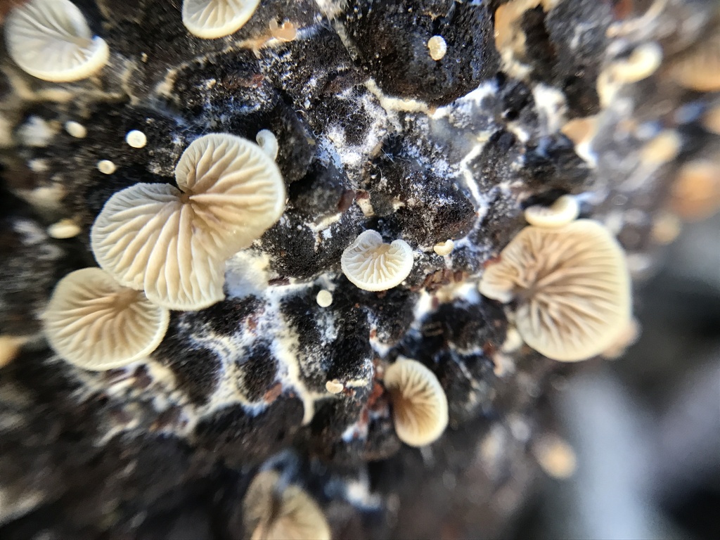Crepidotus variabilis · March 2024 · photo: © tutitah (iNaturalist, cc0)