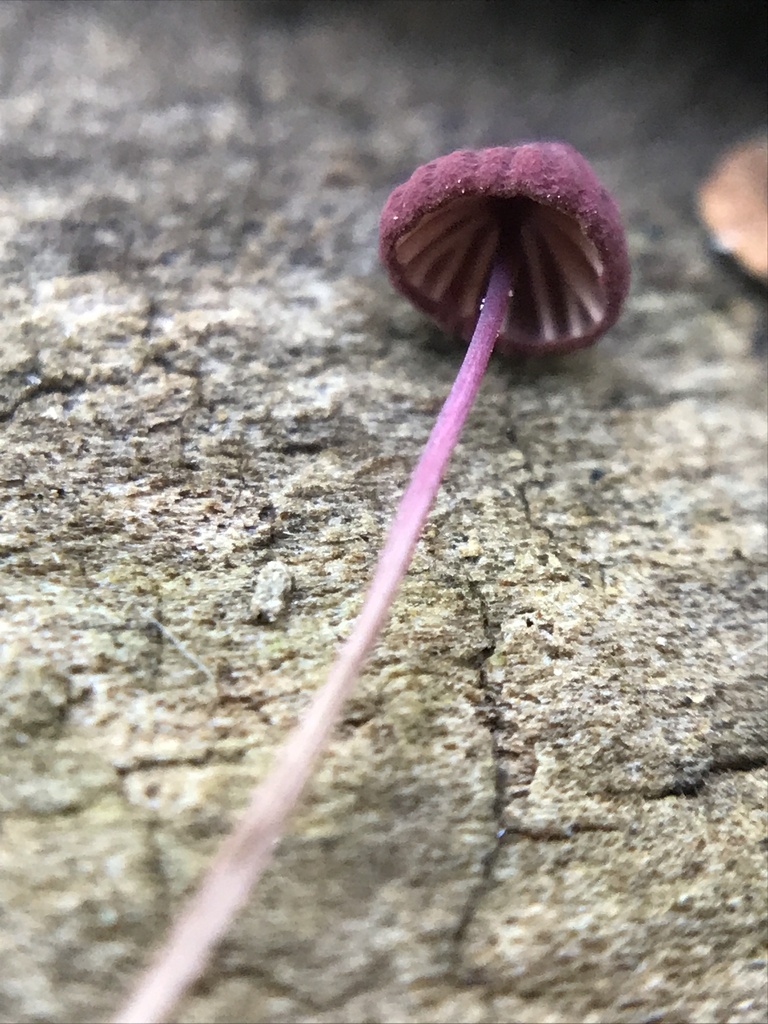 Marasmius haematocephalus · March 2024 · photo: © tutitah (iNaturalist, cc0)