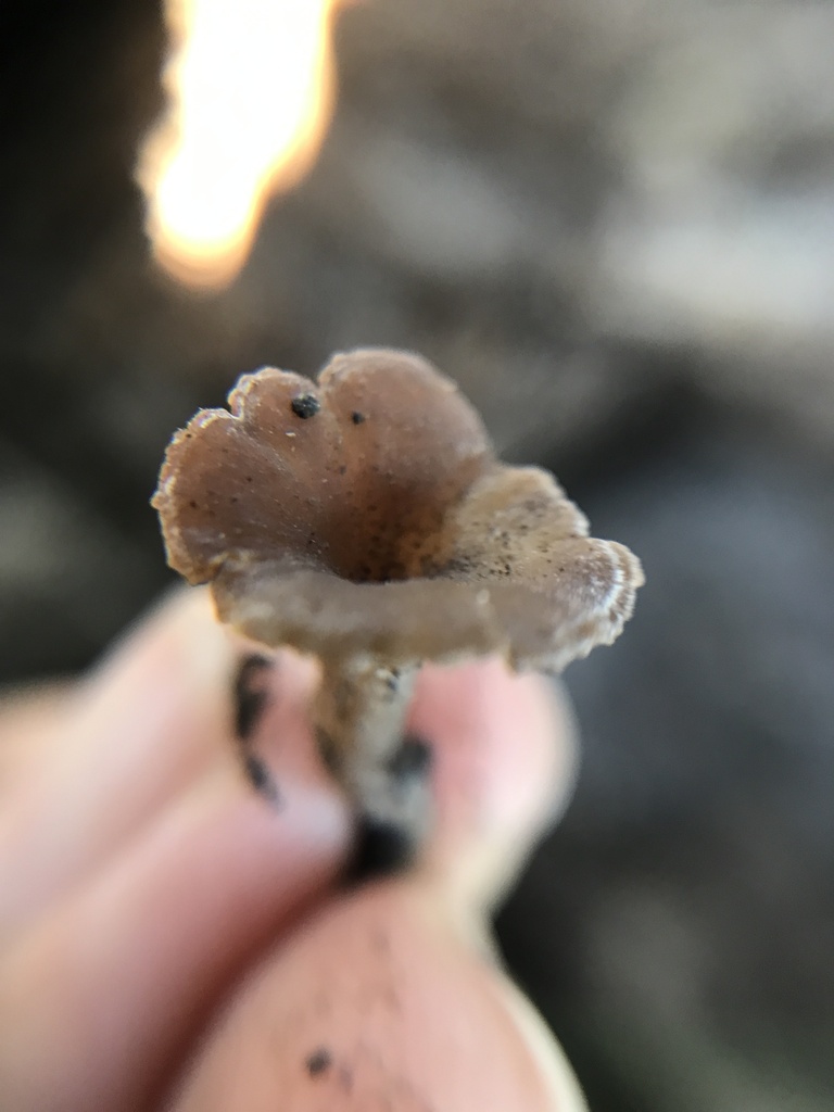 Contumyces rosellus · March 2024 · photo: © tutitah (iNaturalist, cc0)
