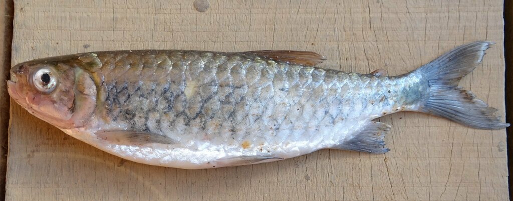 Schoutedens zilverzalm (Brycinus schoutedeni) — Alestidae