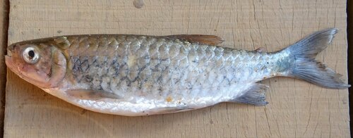 Schouteden's tetra (Brycinus schoutedeni) — Alestidae