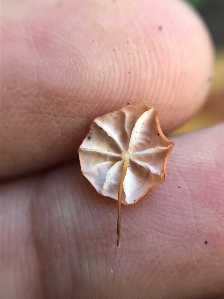 Marasmius siccus · March 2024 · photo: © tutitah (iNaturalist, cc0)