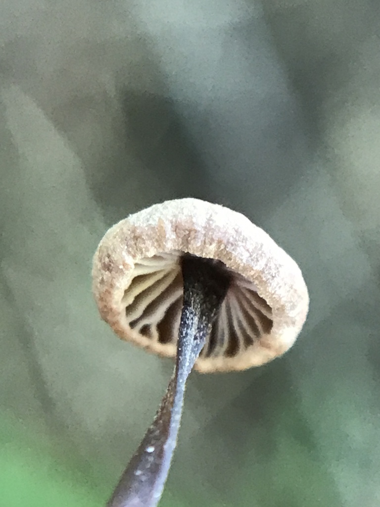 Gymnopus androsaceus · March 2024 · photo: © tutitah (iNaturalist, cc0)