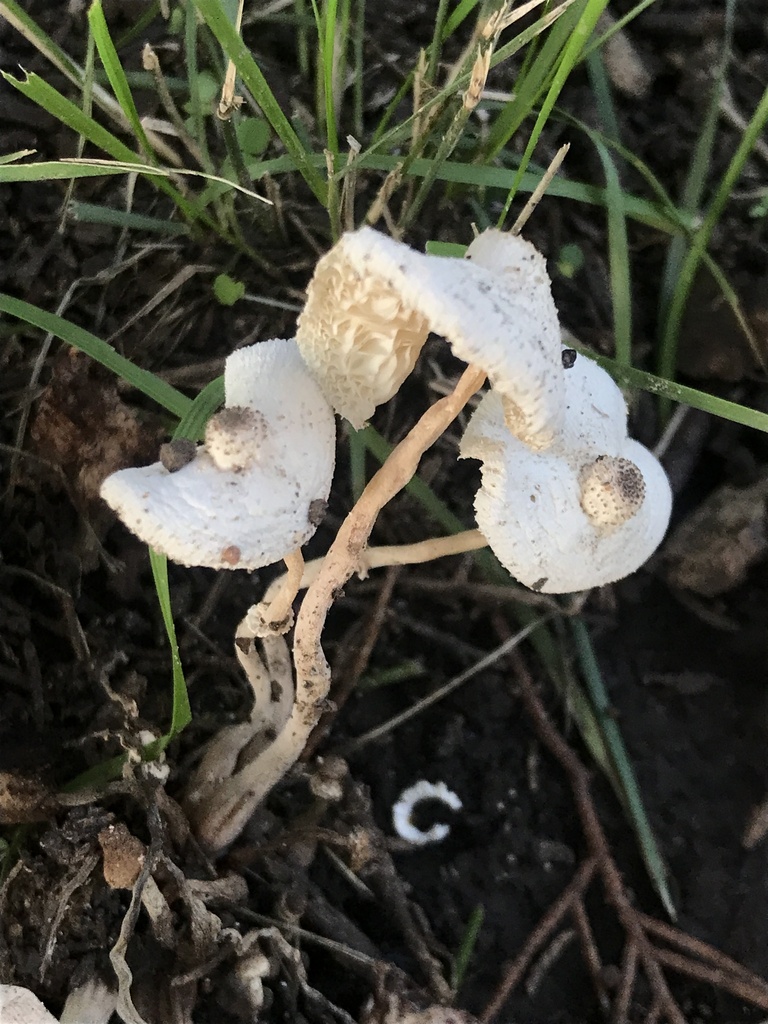 Leucocoprinus cepistipes · March 2024 · photo: © tutitah (iNaturalist, cc0)