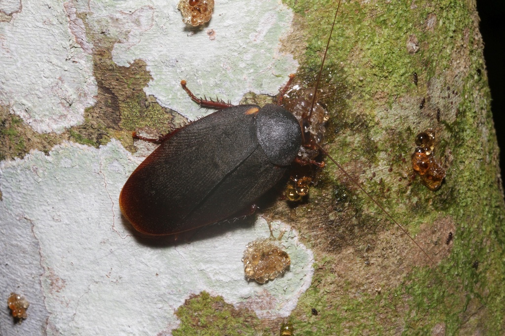 Nyctibora humeralis