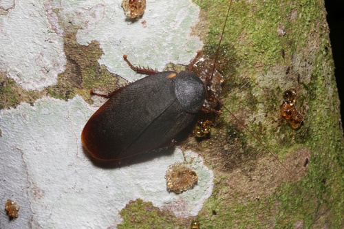 Nyctibora humeralis