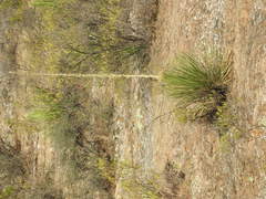 Dasylirion acrotrichum