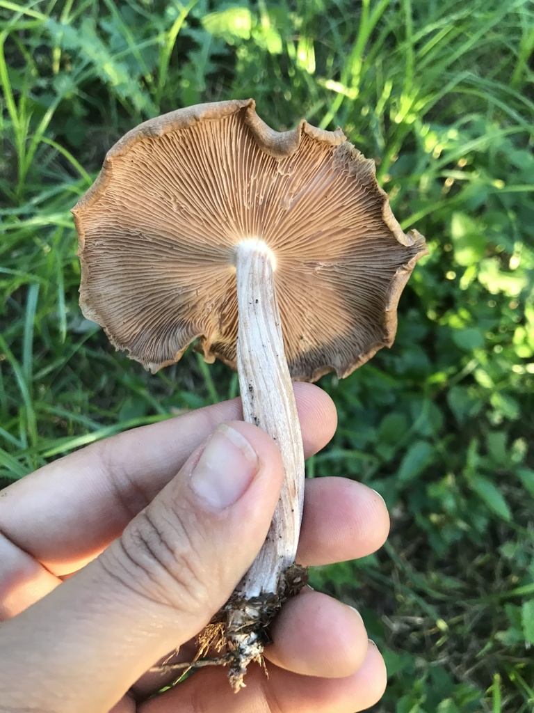 Collybiopsis luxurians · March 2024 · photo: © tutitah (iNaturalist, cc0)