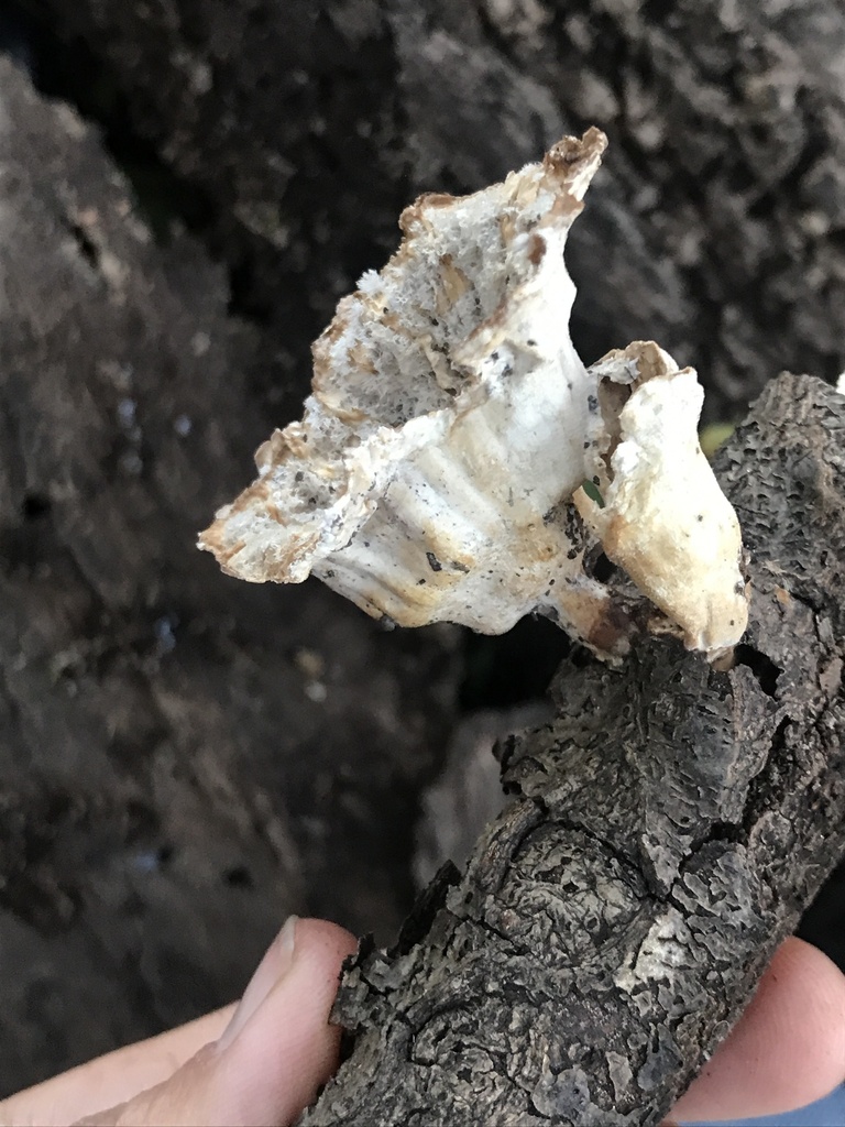 Cymatoderma caperatum · March 2024 · photo: © tutitah (iNaturalist, cc0)