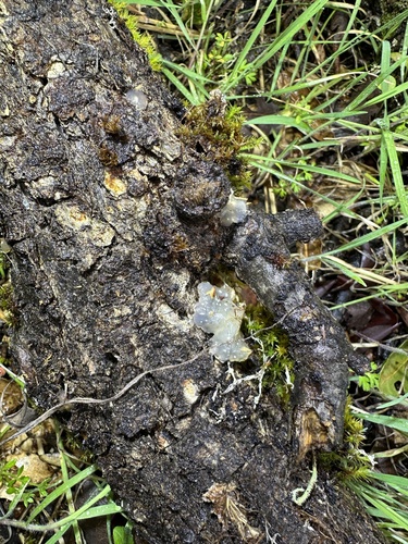 iNaturalist observation photo of Fungi Including Lichens