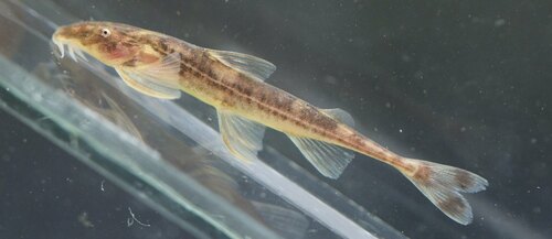 Shorttail catfish (Phractura brevicauda) — Amphiliidae — 4