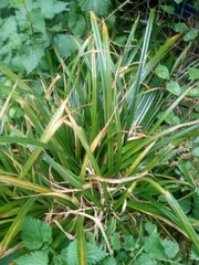 Carex pendula