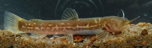 Loach catfish (Paramphilius baudoni) — Amphiliidae