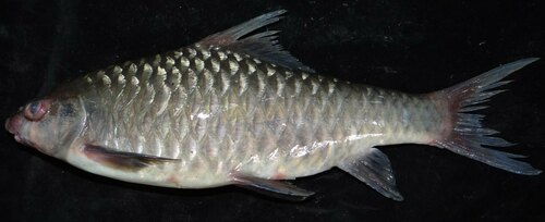 Sanders' grootschubbarbeel (Labeobarbus sandersi) — Cyprinidae