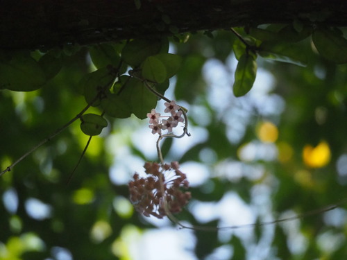 Hoya carnosa