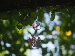 Wachsblume (Hoya carnosa): Herkunft und Verwendung — Foto 2