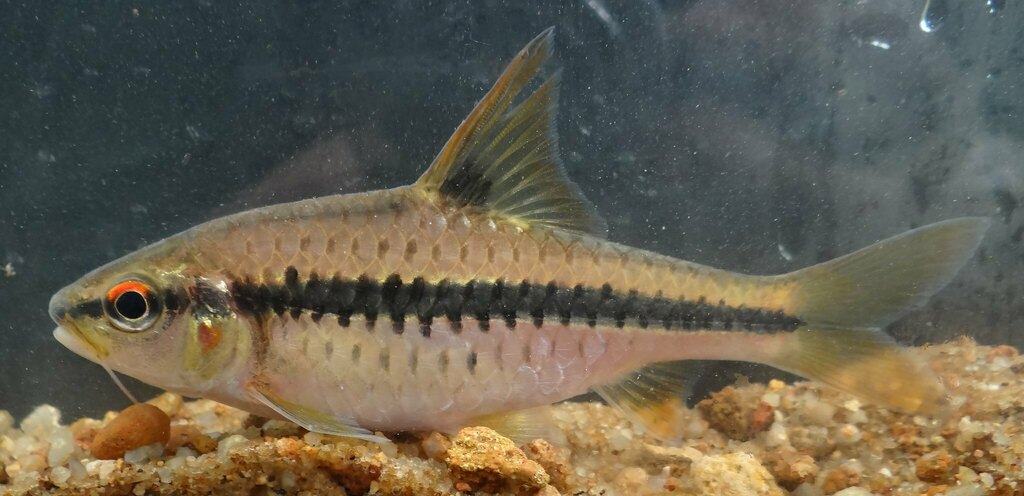 Redspot barb (Enteromius rubrostigma) — Cyprinidae