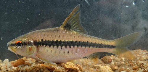 Roodvlek-barbeel (Enteromius rubrostigma) — Cyprinidae