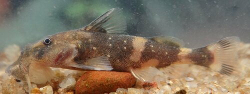 Cameroon suckermouth catfish (Chiloglanis cameronensis) — Mochokidae