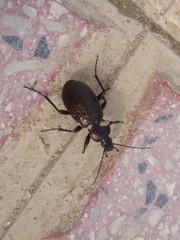 Carabus morbillosus