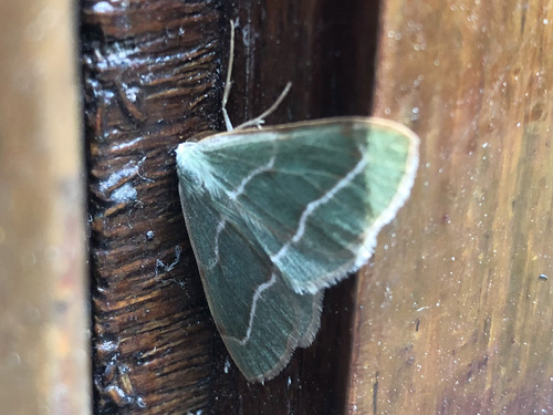 Barred Red, Harfsen, Nederland, photo 8 of 10
