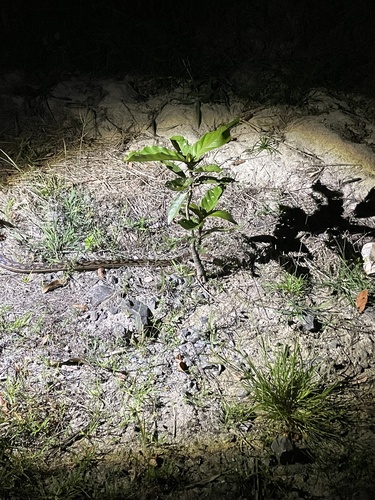 Australian Scrub Python sighting