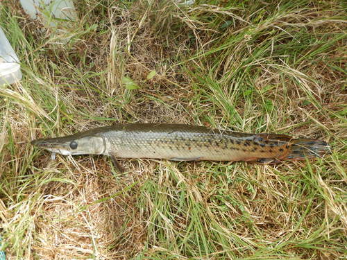 Alligator Gar