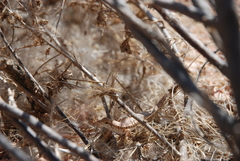 Trachylepis acutilabris